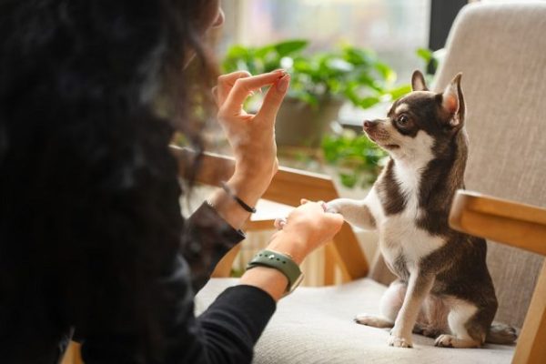 7 things to know before you start giving edibles to your pet