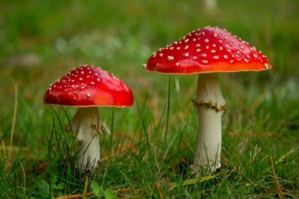Unveiling The Myths And Facts About Amanita Mushrooms