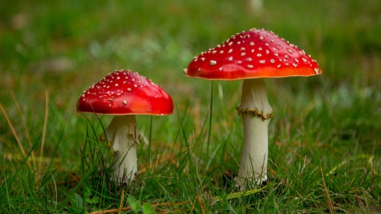 You are currently viewing Unveiling The Myths And Facts About Amanita Mushrooms