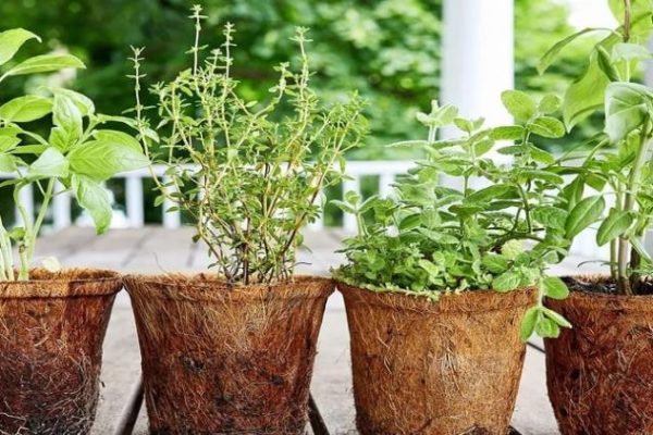 Can You Get Premium Green Herb At Your Doorstep?