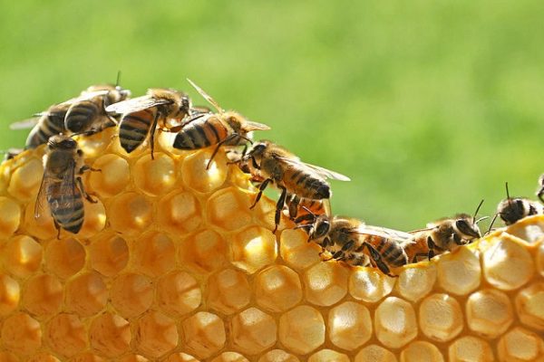 The Role of Honeycomb Structures in Circular Economy