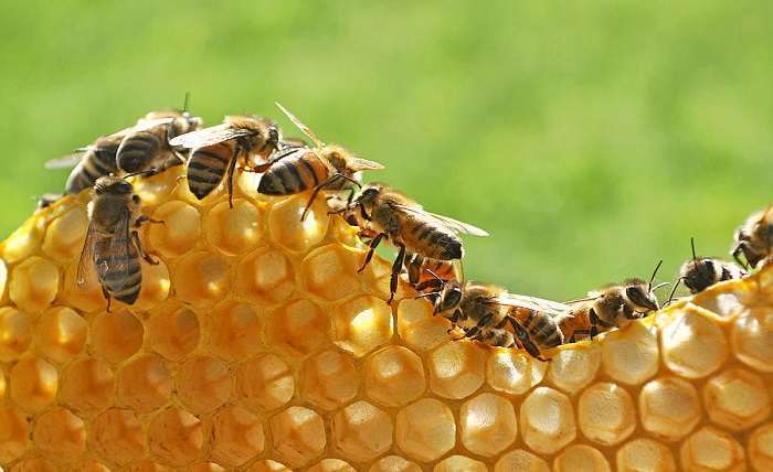 You are currently viewing The Role of Honeycomb Structures in Circular Economy