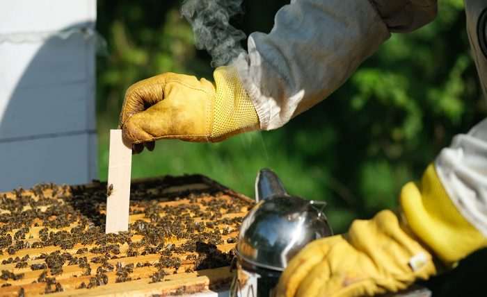 You are currently viewing Safe and Effective Mite Control in Poultry: Tips for Farmers