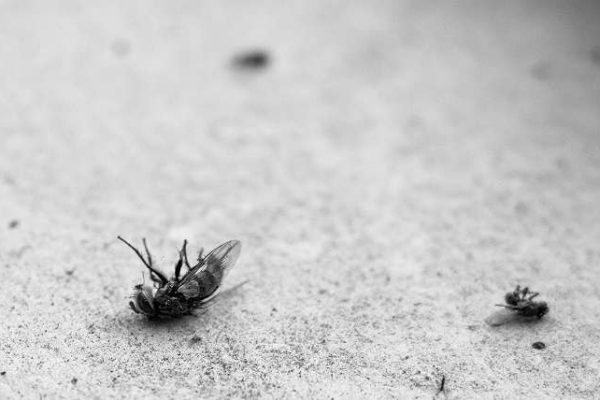 Winning the Bug War: When to Spray for Effectiveness Against Mosquitoes and Ticks