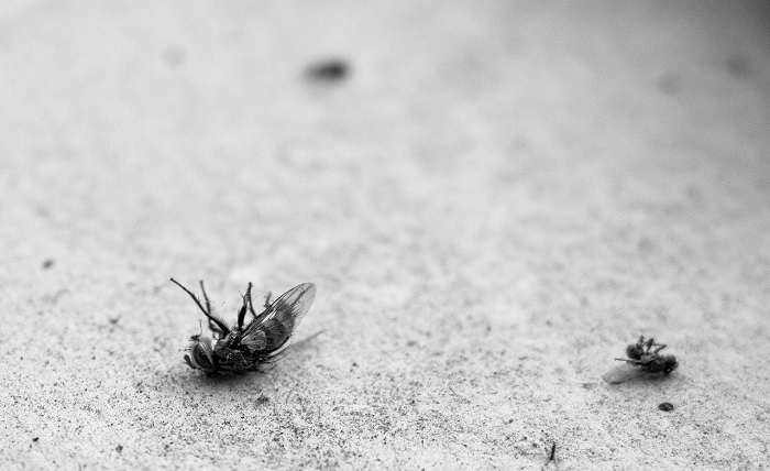 You are currently viewing Winning the Bug War: When to Spray for Effectiveness Against Mosquitoes and Ticks
