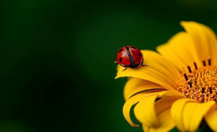 You are currently viewing Roles of Beneficial Insects in Pest Control