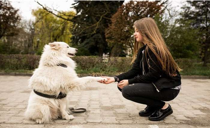 You are currently viewing Unveiling Vital Health Tips for Sheepadoodle Owners