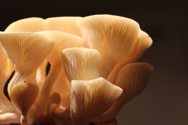 The Rise of Mushroom in Wellness Trends