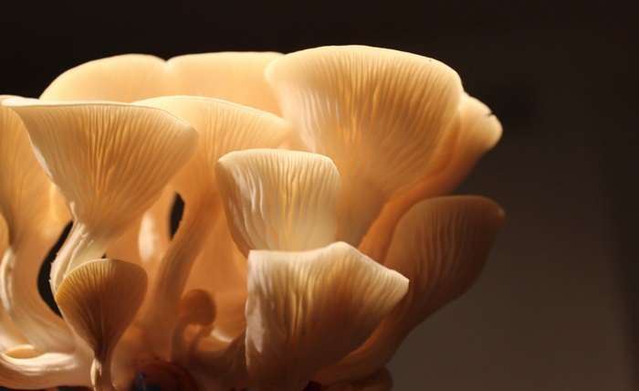 You are currently viewing The Rise of Mushroom in Wellness Trends