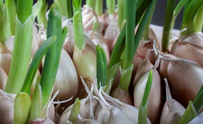 You are currently viewing How to Grow Garlic in Pots