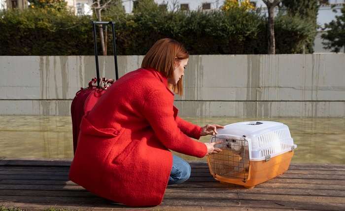 You are currently viewing How to Move Pets Internationally: What You Need to Know