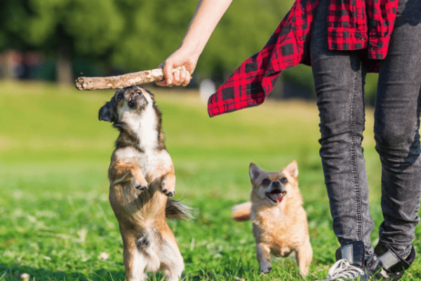 Common Pet Skin Problems and How Puainta Skin Spray Can Help