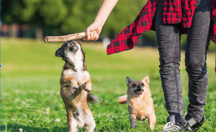 You are currently viewing Common Pet Skin Problems and How Puainta Skin Spray Can Help